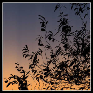 sunset-dance-5x5.jpg